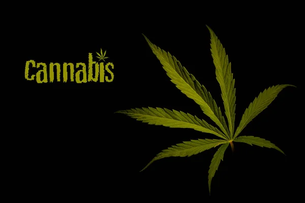 Leaves Marijuana Black Background Hemp Black Background — Stock Photo, Image