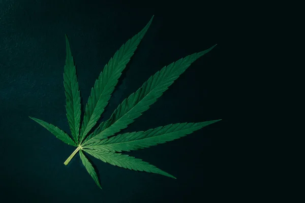 Listy Marihuany Černém Pozadí Konopí Černém Pozadí — Stock fotografie