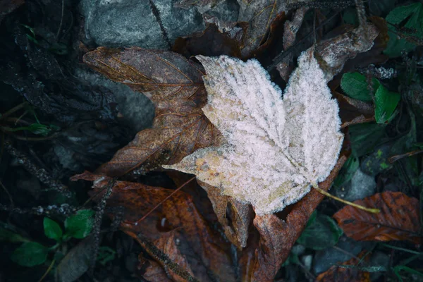 Der Erste Frost Herbstblatt Mit Schneekristallen Bedeckt — Stockfoto