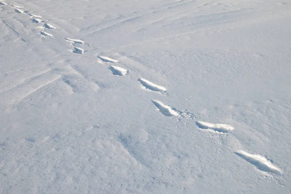 Empreintes de pas dans la neige. — Photo