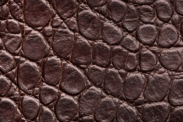 Un frammento di pelle di coccodrillo. Pelle di coccodrillo . — Foto Stock