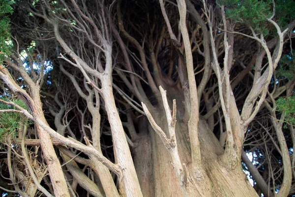 ヒノキの枝がクローズアップ — ストック写真