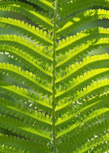 Foglie di felce da vicino . — Foto Stock