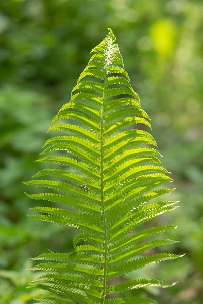 Foglie verdi di felce. — Foto Stock