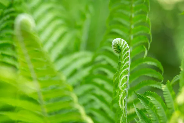 Fern se ne va da vicino. Una foglia sola di una felce di foresta . — Foto Stock