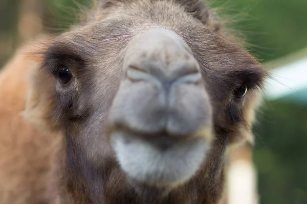 Muzzle of a camel. Looking camel. — Stock Photo, Image