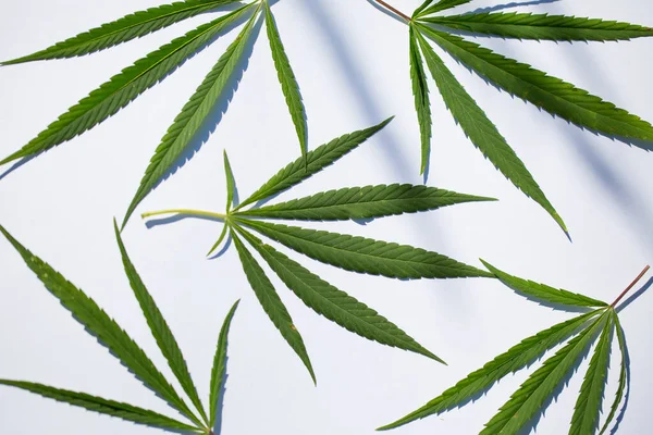 Hanf auf weißem Hintergrund. grüne Cannabisblätter. — Stockfoto