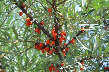 deniz dikenleri (Hippophae) yaprakların arka planında bir dal üzerinde