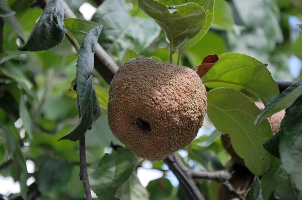 yeşil yapraklı bir Apple üzerinde moniliyozis (meyve çürümesi)