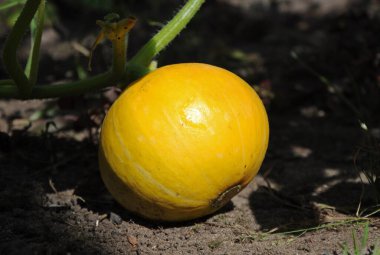 Küçük sarı bir balkabağı, koyu bir arka planda yerde yatıyor.