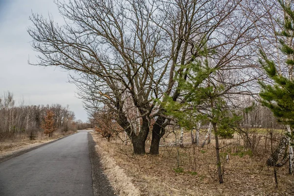 Ormanda güzel sabah