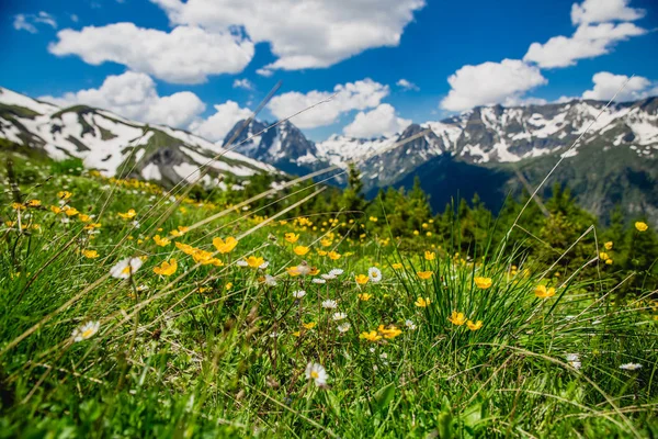 美しい山の風景と新鮮な緑の草 — ストック写真