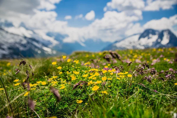 Pięknej Górskiej Zielonej Trawy — Zdjęcie stockowe