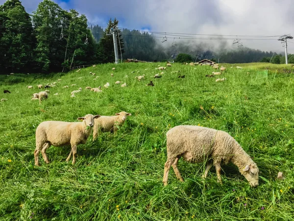 Pâturage Des Moutons Dans Belle Montagne Des Alpes — Photo