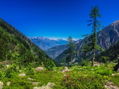 Güzel dağ manzarası ile taze yeşil çimen