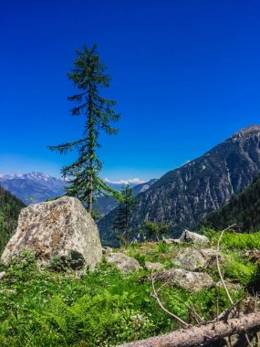 Güzel dağ manzarası ile taze yeşil çimen