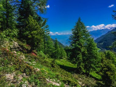 Güzel dağ manzarası ile taze yeşil çimen