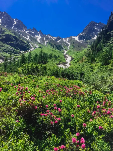 Hermoso Paisaje Montaña Con Hierba Verde Fresca —  Fotos de Stock