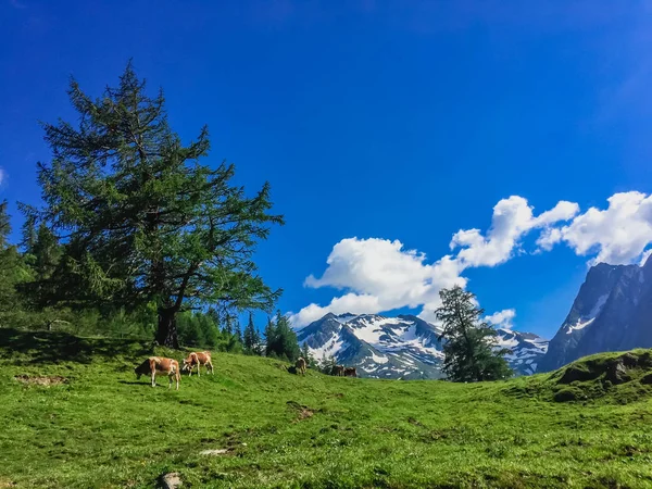 Beautiful Mountain Landscape Cows — Stock Photo, Image