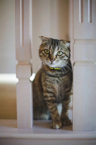 Mignon Tabby Chat Regarder Caméra — Photo