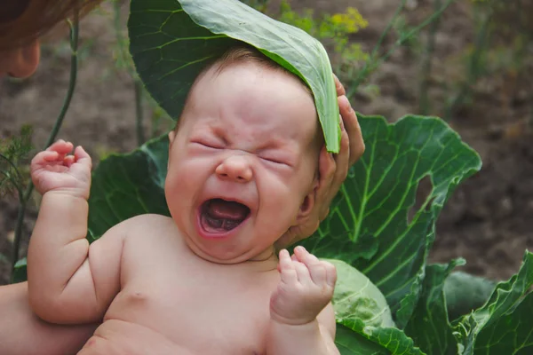 Schattige Baby Groene Koolbladeren — Stockfoto