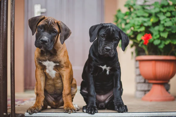 Sevimli küçük yavru cane corso kameraya bakarak