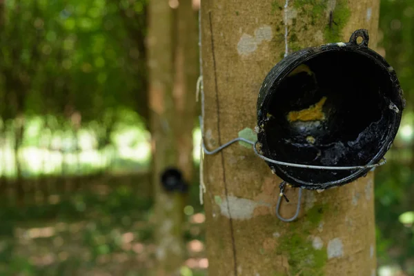 Ritratto di piantagione di alberi di gomma in Thailandia — Foto Stock