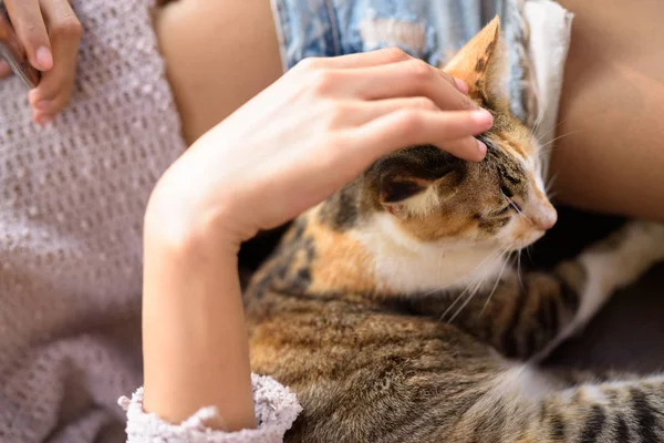 Genç kadın tarafından Petted şirin alaca kedi