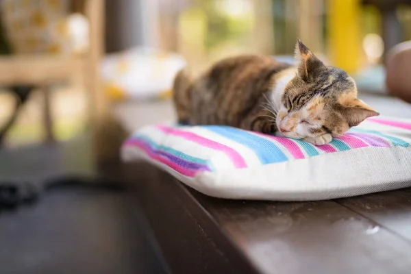 Милая кошка Калико, спящая на подушке — стоковое фото