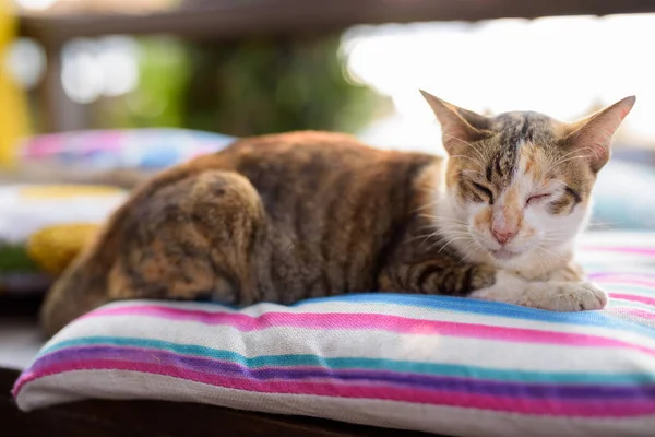 Bonito gato Calico dormindo na almofada — Fotografia de Stock