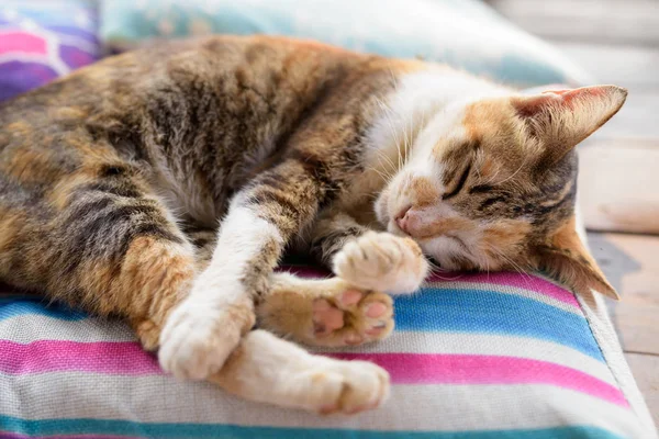 Şirin alaca kedi yastık üzerinde uyuyor — Stok fotoğraf