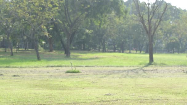 Jeune homme beau marchant dans le parc 