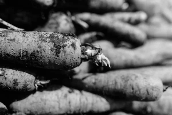 Close-Up Of Dirty Organic Carrots For Sale in black and white — Stock Photo, Image