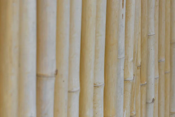 Portrét bambusových tyčinek uložených u sebe jako zeď — Stock fotografie