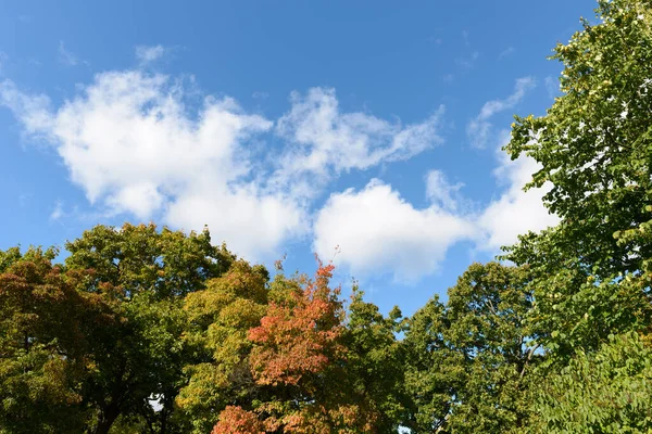 澄んだ青空の中で光のふわふわの雲に対する背の高い健康的な木の肖像画 — ストック写真