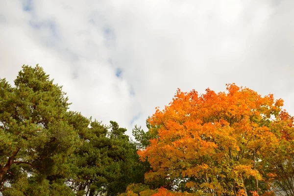 Portrait Trees Green Orange Leaves Overlooking Sky Full Clouds Autumn — ストック写真