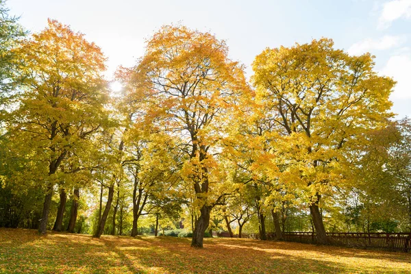 葉の間から陽射しが差し込む森の高さの高い紅葉の肖像 — ストック写真