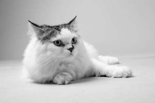 Studio Shot Persian Cat White Background Black White — Stock Photo, Image