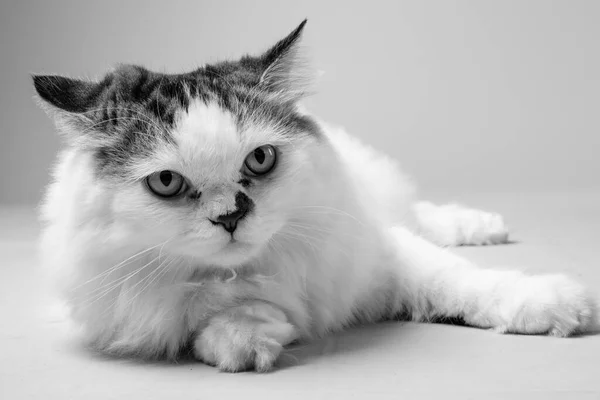 Studio Schot Van Perzische Kat Tegen Witte Achtergrond Zwart Wit — Stockfoto