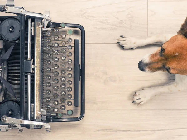 Cute Dog Old Typewriter Wooden Floor View — Stock Photo, Image