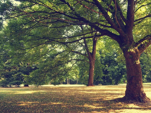 Journée Ensoleillée Dans Parc Fond Naturel Été Couleur Vintage Stylisé — Photo