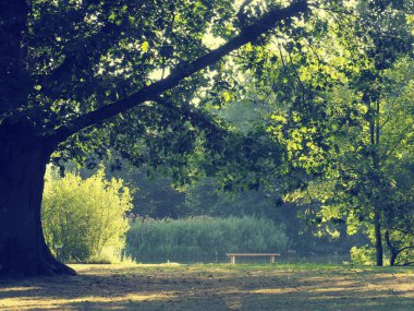 Bir parkta, güneşli yaz sabahı boş ahşap Bank