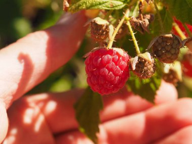 El bir bahçıvan organik ahududu ile