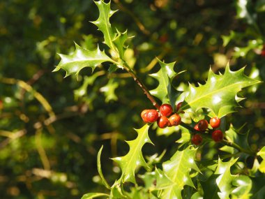 Mevsimlik arka plan olarak güzel holly kullanımının bir dal, yakın çekim