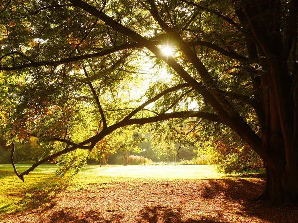 在公园五颜六色的树木与明亮的早晨阳光 季节性背景 — 图库照片