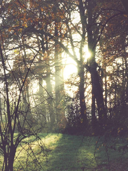 Lever Soleil Lumineux Dans Champs Couleur Plate Stylisée — Photo