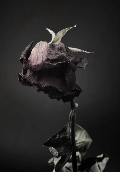 Hervadt Rózsa Sötét Háttér Előtt — Stock Fotó