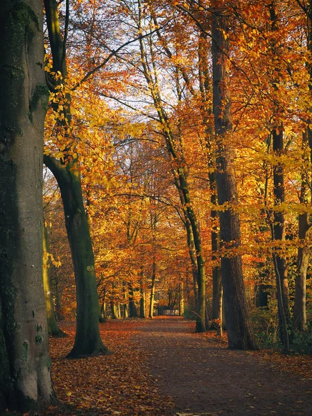 秋天在公园里 季节性的概念形象与路径 — 图库照片