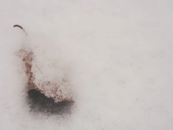Hoja Haya Nieve Con Espacio Para Texto —  Fotos de Stock