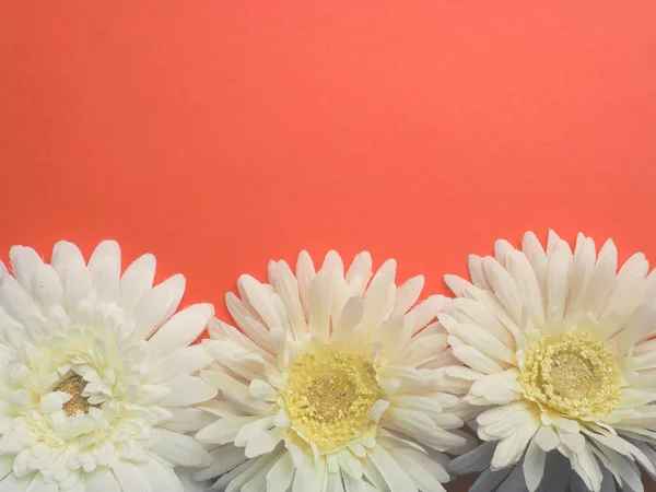 Three White Flower Heads Orange Background Space Your Text Flat — Stock Photo, Image